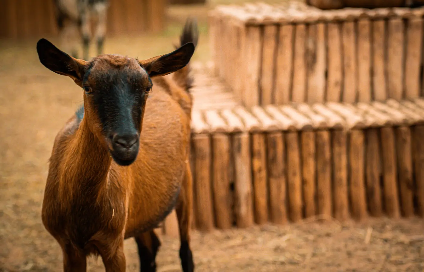 The Ocher Garden in Pictures