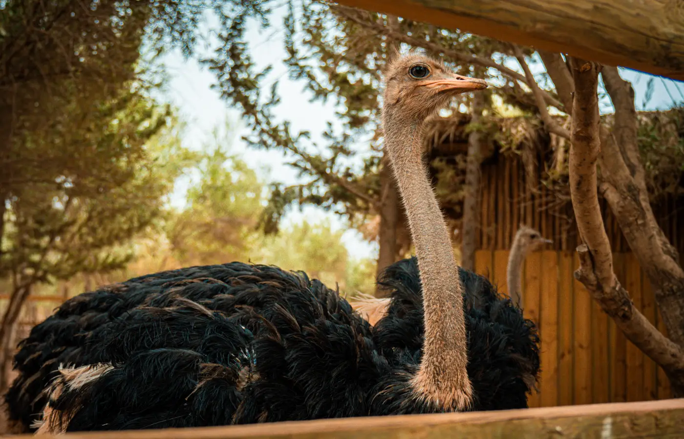 The Ocher Garden in Pictures