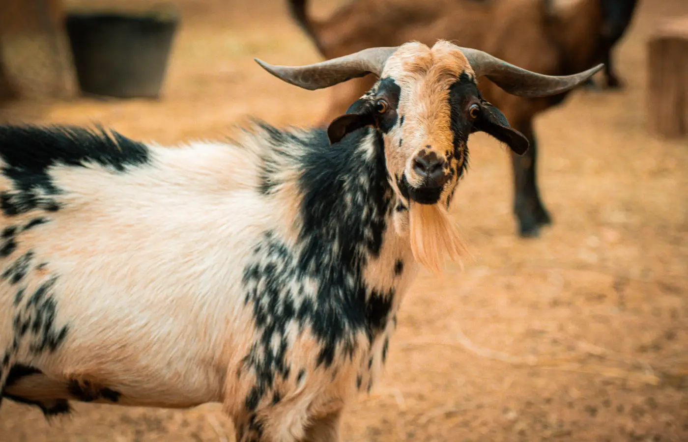 The Ocher Garden in Pictures