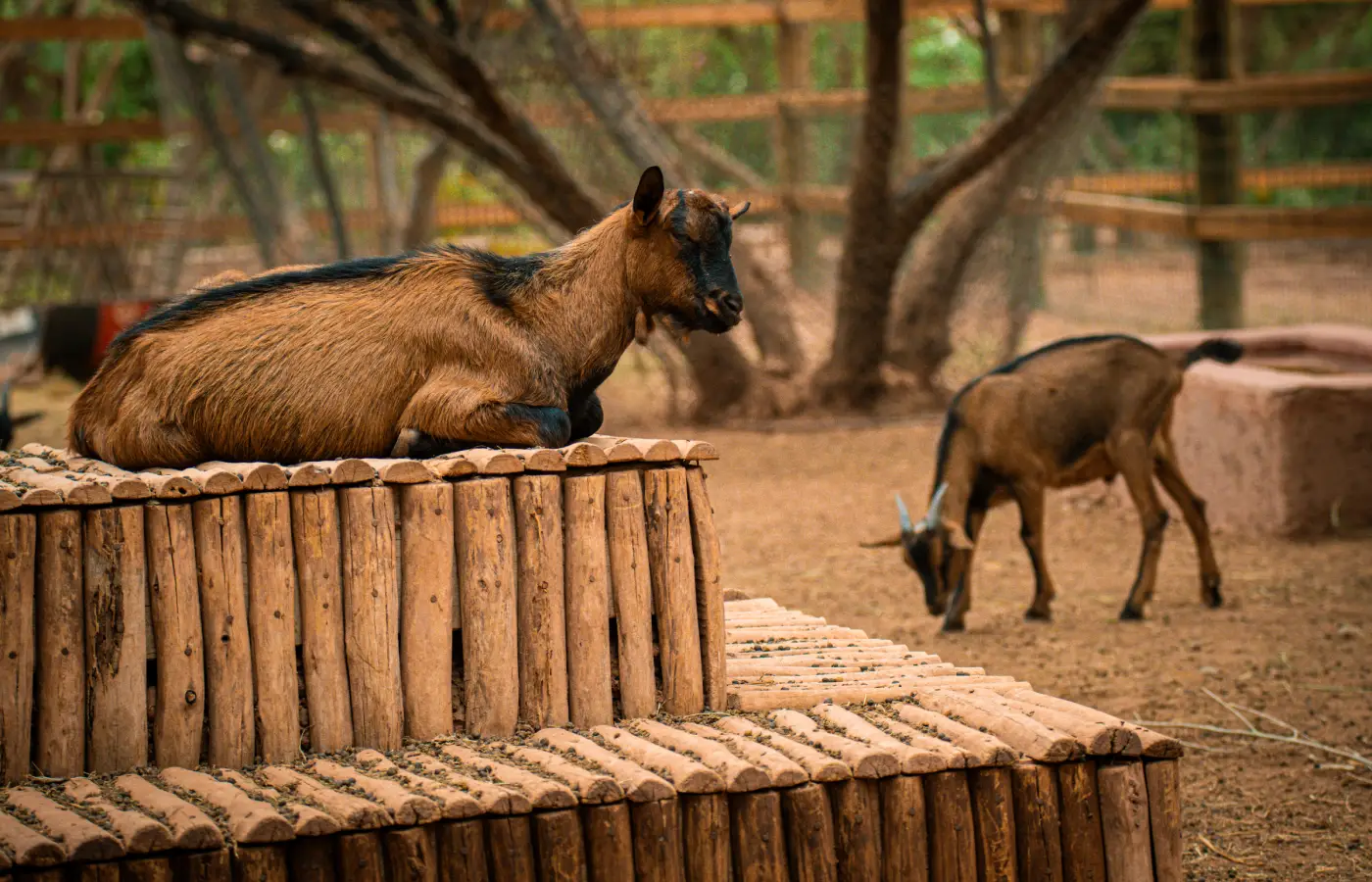 The Ocher Garden in Pictures