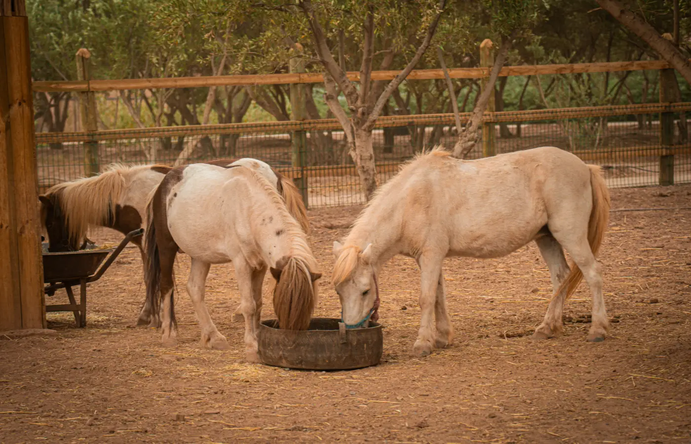 The Ocher Garden in Pictures